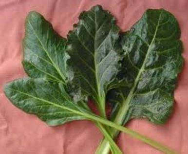 Perpetual Swiss Chard