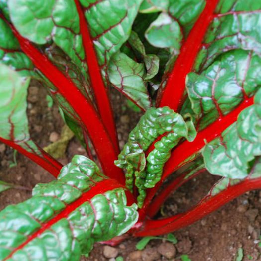 Rhubarb Red Chard