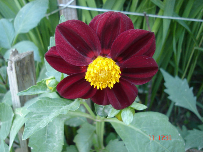 dalia - Florile mele