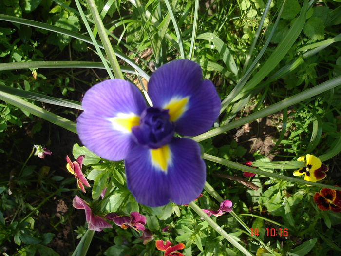 iris - Florile mele