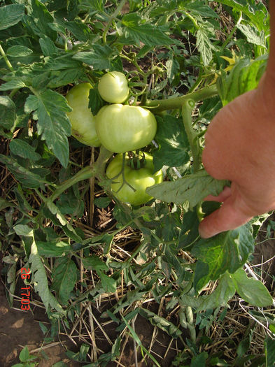 2013 - D-Prima gradina primele legume 2012