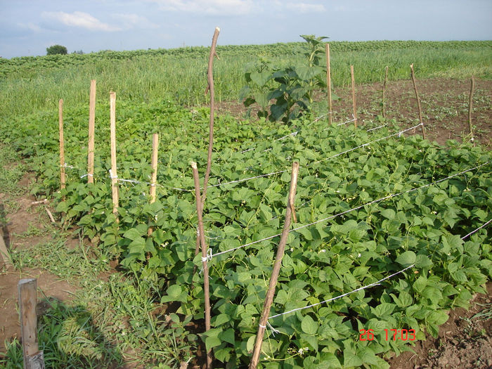 2013 - D-Prima gradina primele legume 2012