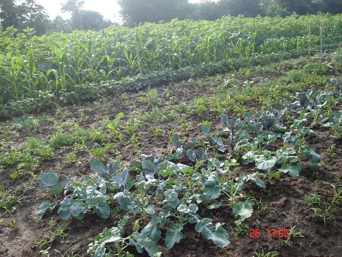 Picture 126 - D-Prima gradina primele legume 2012