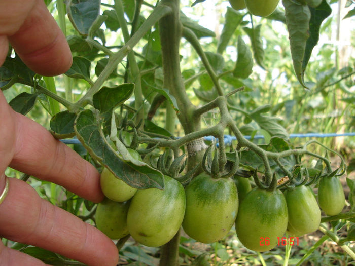 rosii galbene de la Banca de Gene Suceava - D-Prima gradina primele legume 2012