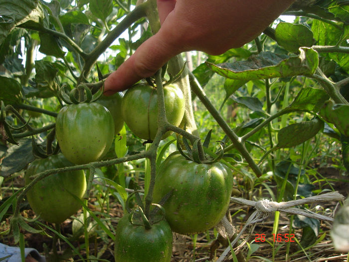 tomate galbene de Banca de gene Suceava