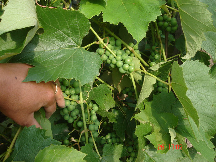 vin in devenire - D-Prima gradina primele legume 2012