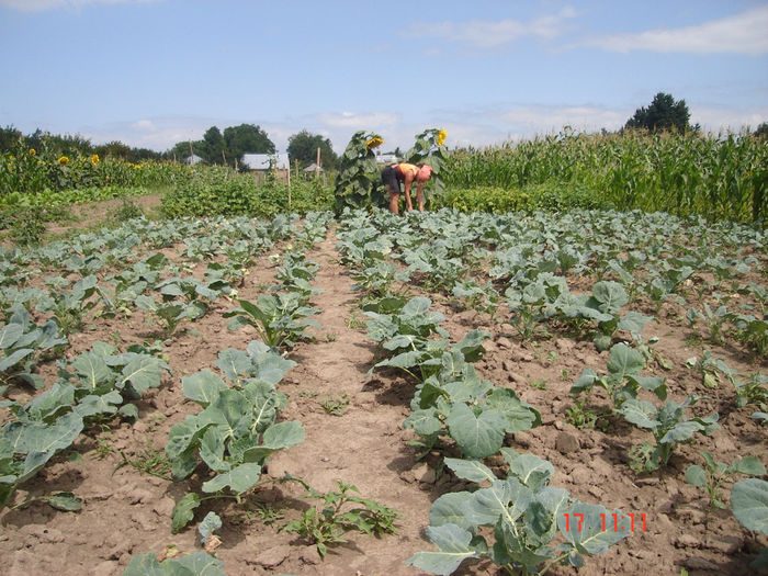 varza 2013 - D-Prima gradina primele legume 2012