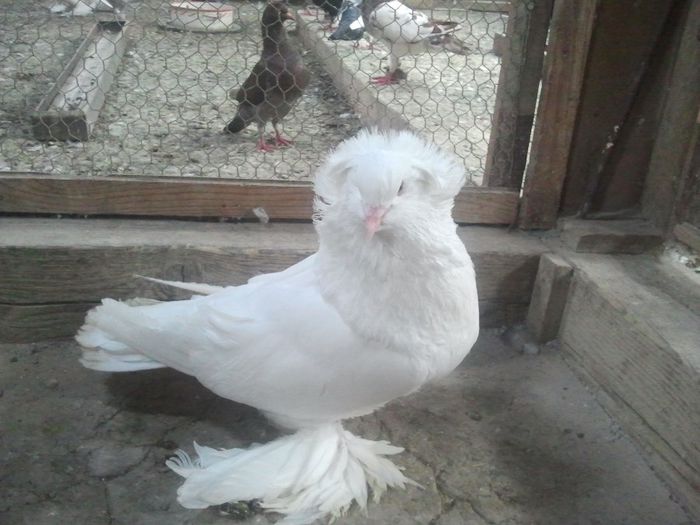 D-RO-HU-P-SERB-CZ 055