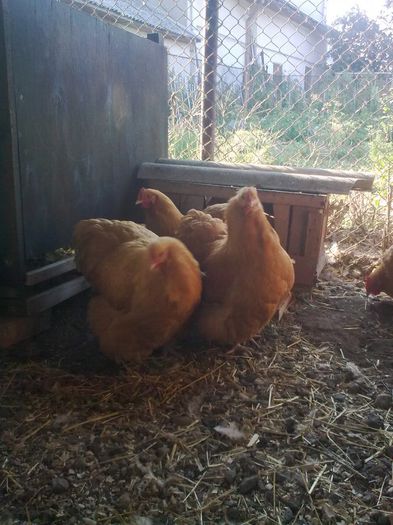 Imagine1410 - G ORPINGTON GALBEN