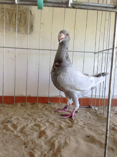 D-RO-HU-P-SERB-CZ 092