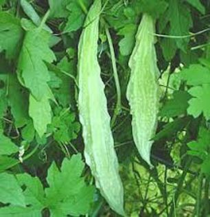 Bitter India Long White - pepeni galbeni seminte