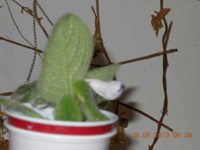 050 - AUGUST 2013