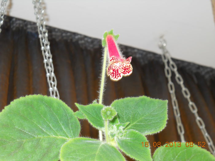 017 - KOHLERIA 2013