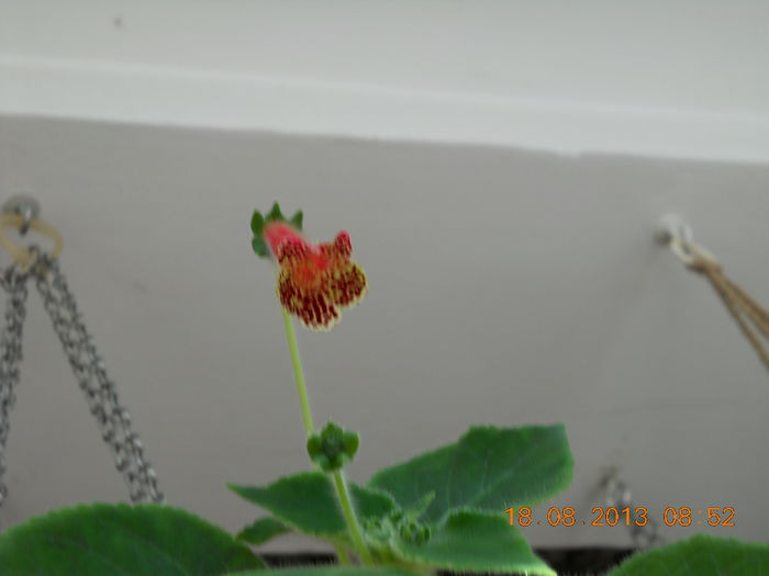 019 - KOHLERIA 2013