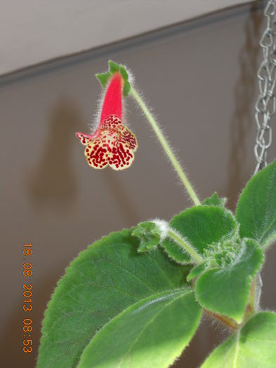 023 - KOHLERIA 2013