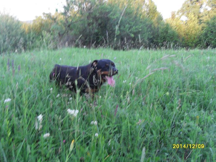 danulesti-craiova 2012 052