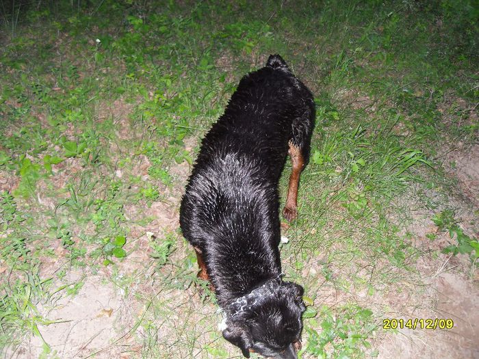 danulesti-craiova 2012 080