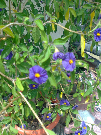 Solanum Rantonnetii - plante interior-exterior