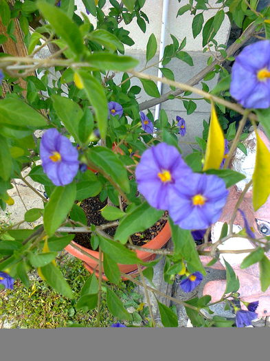 Solanum Rantonnetii - plante interior-exterior