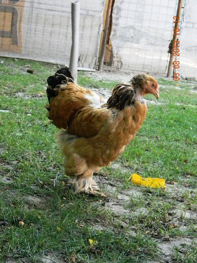 DSCN8140 - BRAHMA COLUMBIA2013