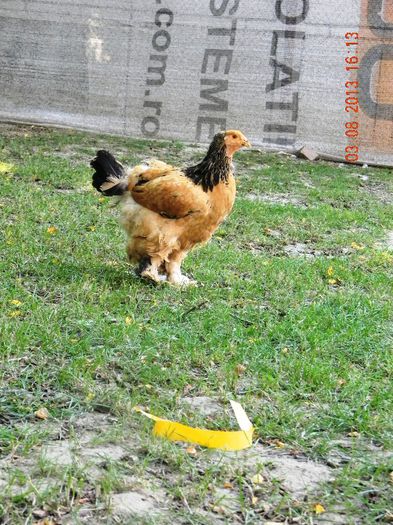 DSCN8142 - BRAHMA COLUMBIA2013