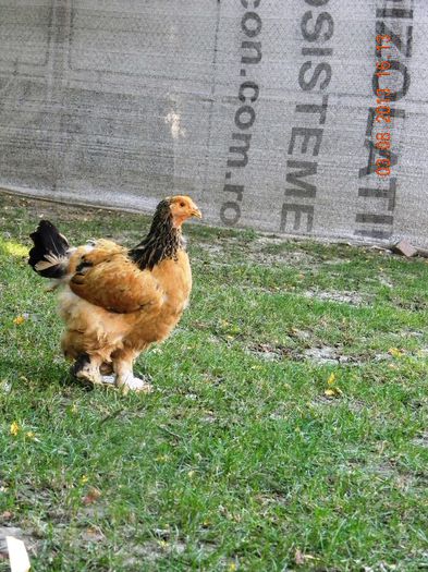 DSCN8143 - BRAHMA COLUMBIA2013