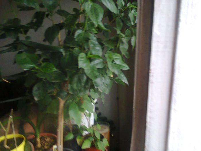 Fotografie0139; hibiscus pe picior, altoit, 3 culori
