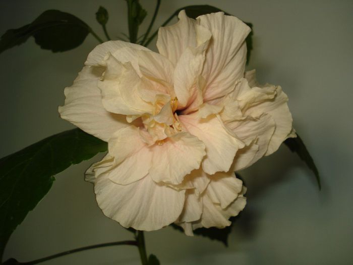 DSC08993