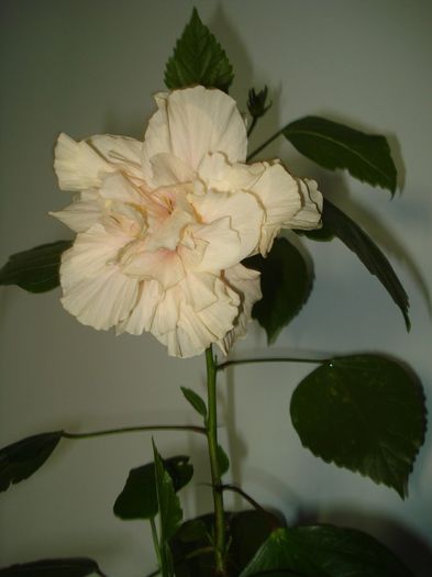 DSC08992