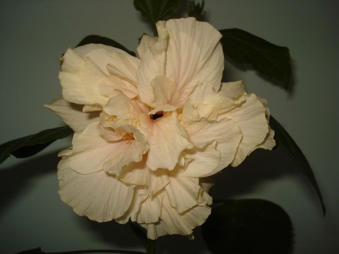 DSC08996