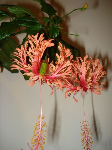 Schizopetalus