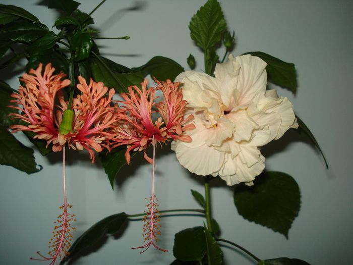 DSC09001