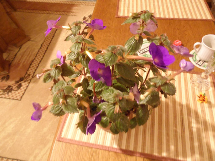 Achimenes de la Mamitica - Violete africane
