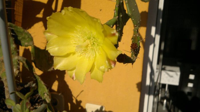 180820132602 - cactusi 2013