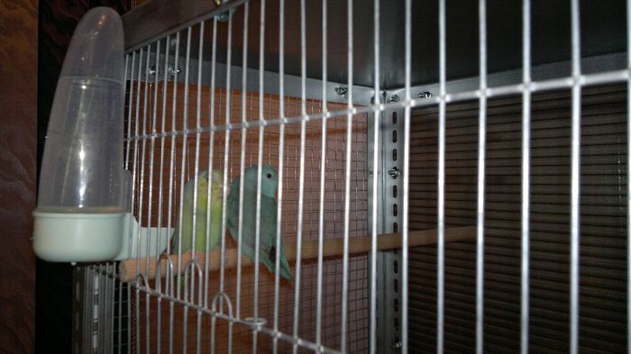 19 - micul celest - forpus - papagal vrabie