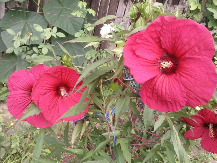 Photo2106 - 2013 hibiscus moscheutos