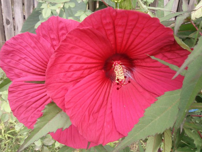 Photo2107 - 2013 hibiscus moscheutos