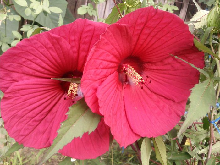 Photo2108 - 2013 hibiscus moscheutos