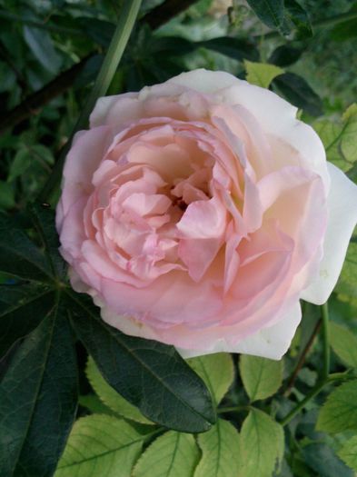 Photo2112 - y-trandafiri 2013-II