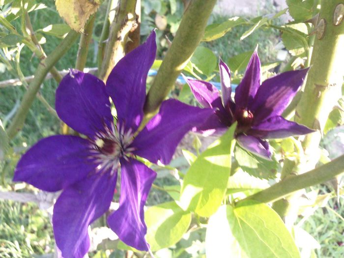 Photo2097 - 2013 clematis