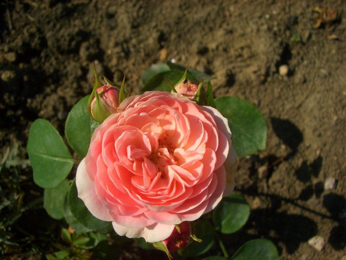 BAILANDO; Floribunda. Bred by Hans Jürgen Evers (Germany, before 2007). 
Introduced in Germany by Rosen-Tantau/Tantau Roses in 2009

