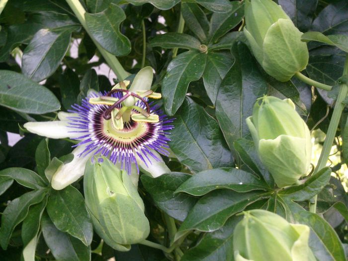 Photo2100 - 2013 passiflora