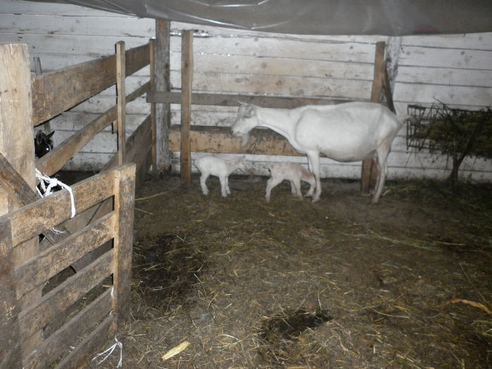 P1000945 - Prima fatare la caprele saanen din ferma noastra august si septembrie 2013