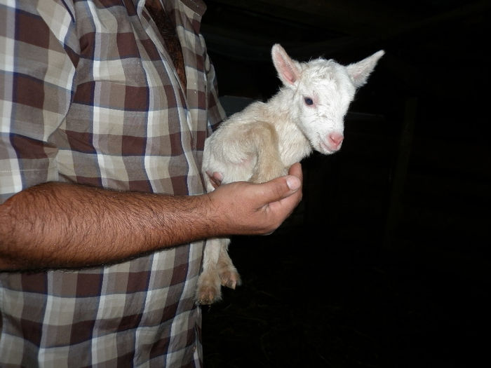 P1000949 - Prima fatare la caprele saanen din ferma noastra august si septembrie 2013
