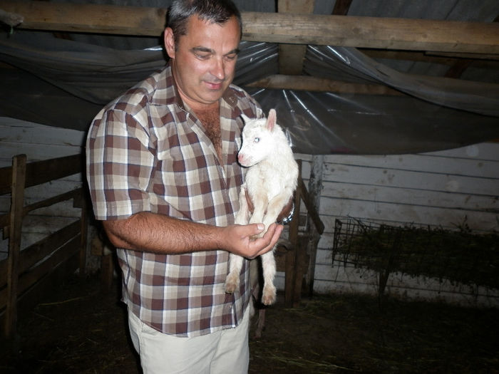 P1000950 - Prima fatare la caprele saanen din ferma noastra august si septembrie 2013
