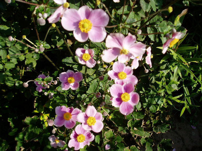 Anemone de toamna - Iulie-August 2013