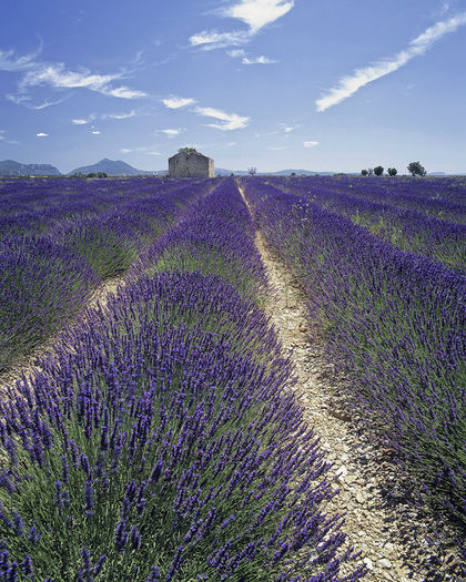 LAVANDA- LAVENDULA ANGUSTIFOLIA- PROVENCE BLUE - 2014- seminte de plantat in primavara