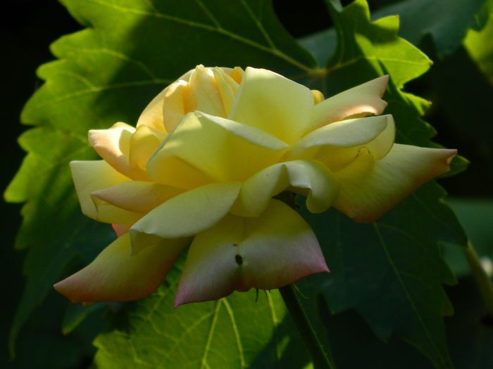 DSCN9730 - AUGUST 2013