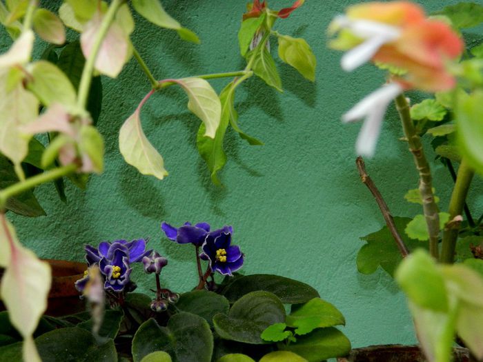 DSCN9762 - AUGUST 2013