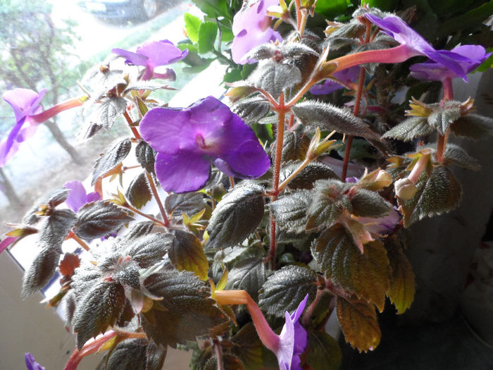 Achimenes de la Mamitica - Violete africane